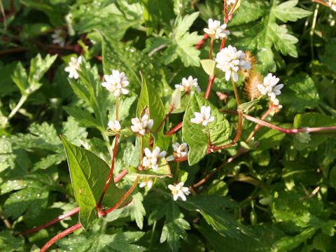 Persicaria thunbergii