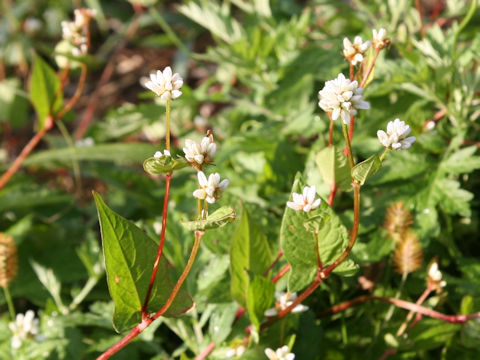 Persicaria thunbergii
