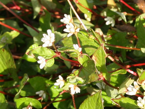 Persicaria thunbergii
