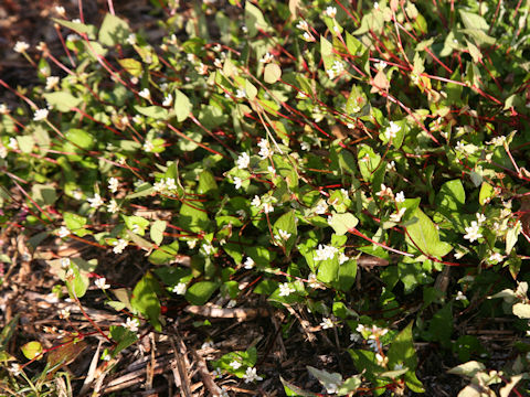 Persicaria thunbergii