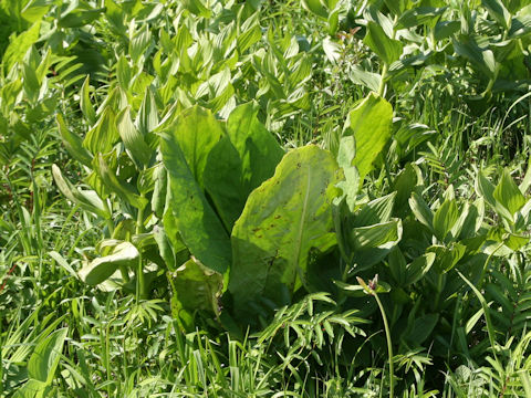 Lysichitum camtschatcense