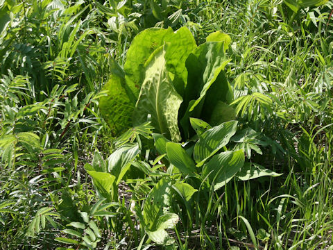 Lysichitum camtschatcense