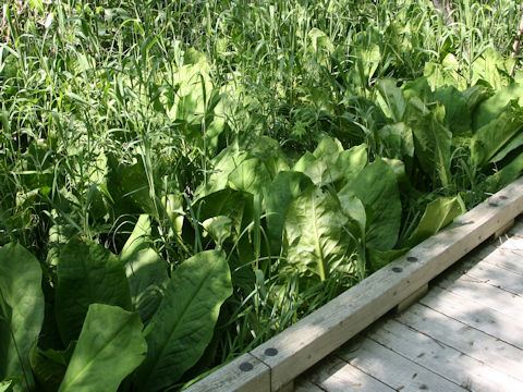 Lysichitum camtschatcense