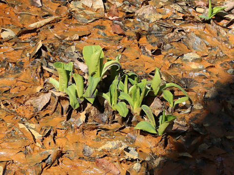 Lysichitum camtschatcense