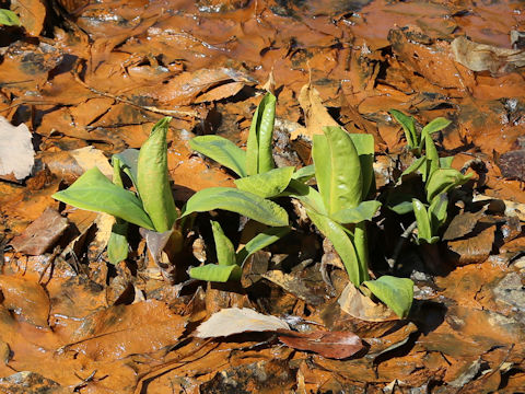Lysichitum camtschatcense