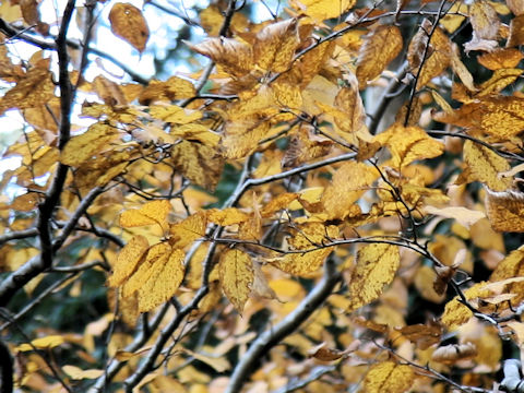 Betula grossa