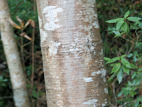 Betula grossa