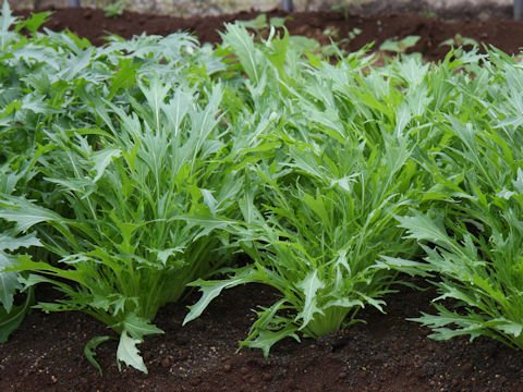 Brassica rapa var. nipposinica