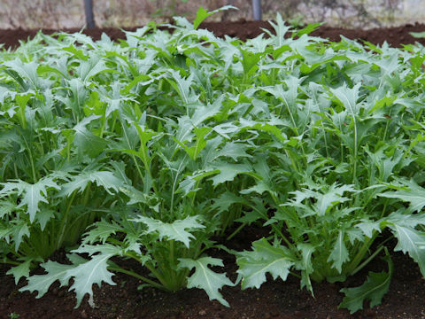 Brassica rapa var. nipposinica