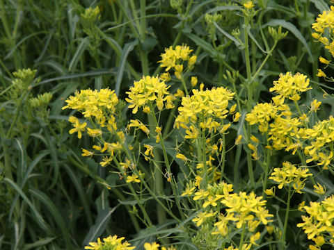 Brassica rapa var. nipposinica