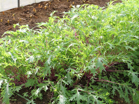 Brassica rapa var. nipposinica