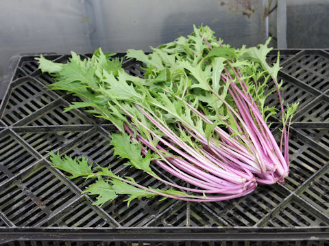 Brassica rapa var. nipposinica