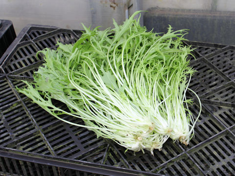 Brassica rapa var. nipposinica