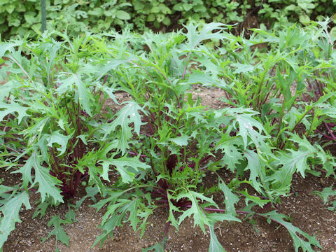 Brassica rapa var. nipposinica