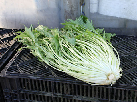 Brassica rapa var. nipposinica