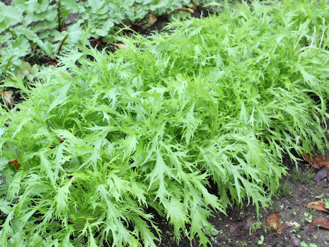 Brassica rapa var. nipposinica