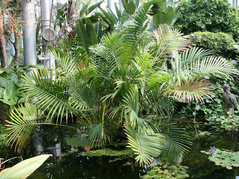 Ravenea musicalis