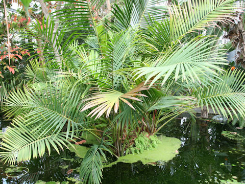 Ravenea musicalis