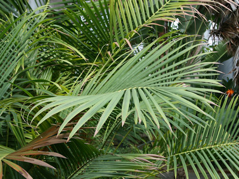 Ravenea musicalis