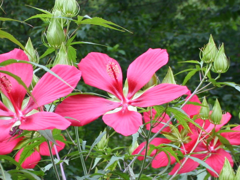 Hibiscus caccineus