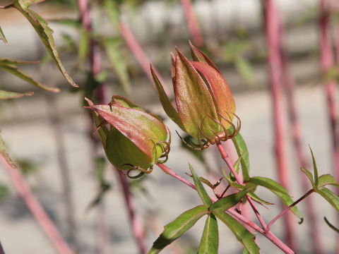 Hibiscus caccineus