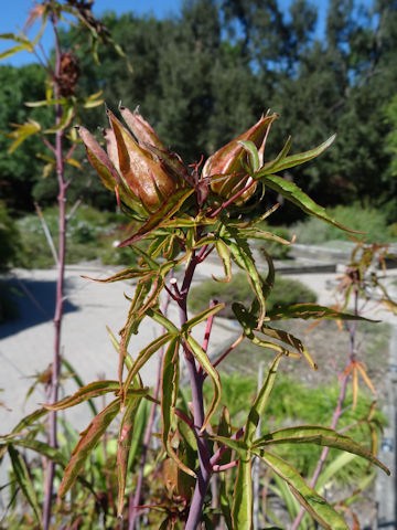 Hibiscus caccineus