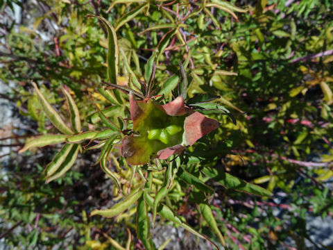 Hibiscus caccineus