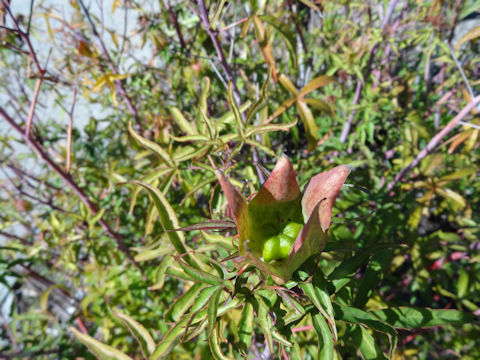 Hibiscus caccineus