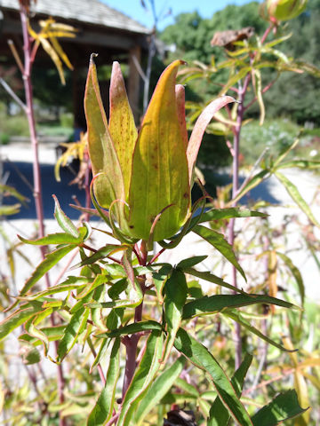 Hibiscus caccineus