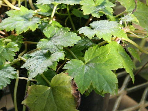 Mitella acerina