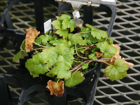 Mitella acerina