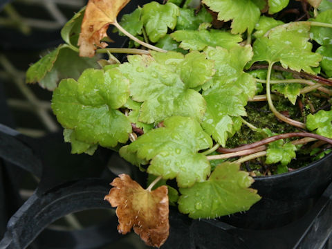 Mitella acerina