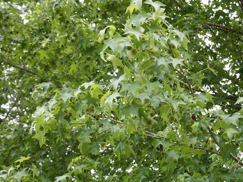 Liquidambar styraciflua