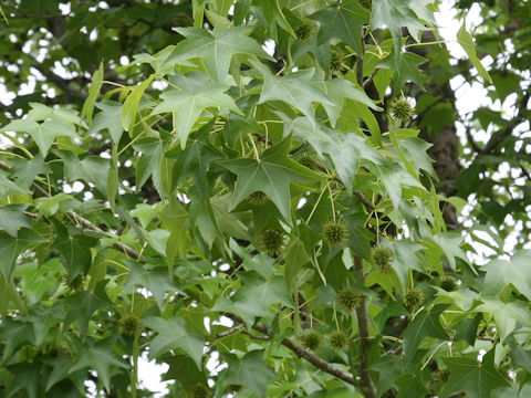 Liquidambar styraciflua