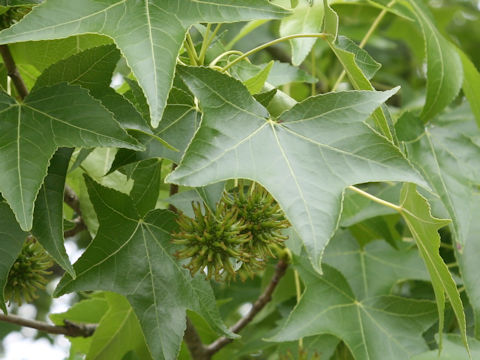 Liquidambar styraciflua