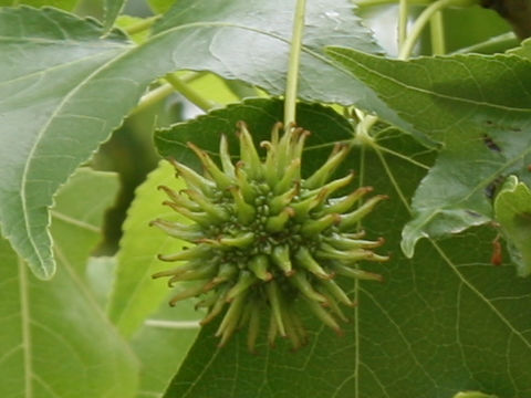 Liquidambar styraciflua