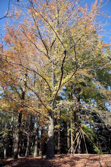 Liquidambar styraciflua