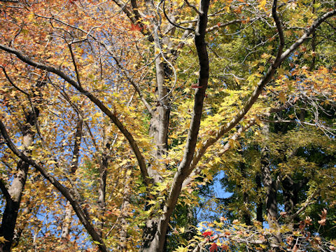 Liquidambar styraciflua