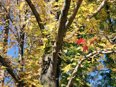 Liquidambar styraciflua