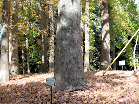 Liquidambar styraciflua