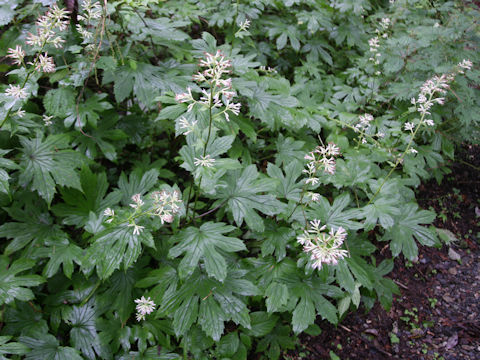 Parasenecio delphiniifolius
