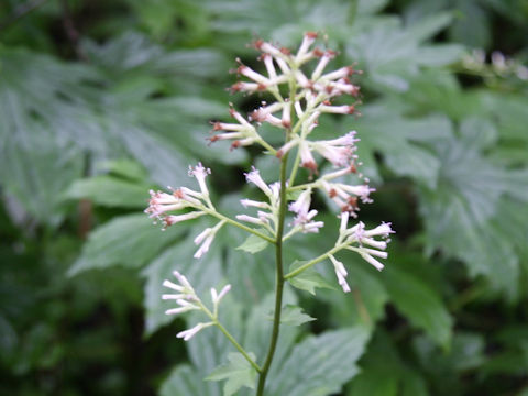 Parasenecio delphiniifolius
