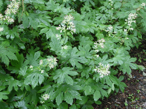 Parasenecio delphiniifolius
