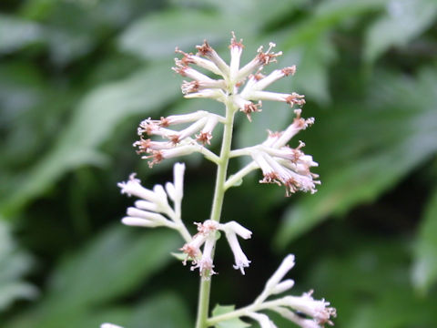 Parasenecio delphiniifolius