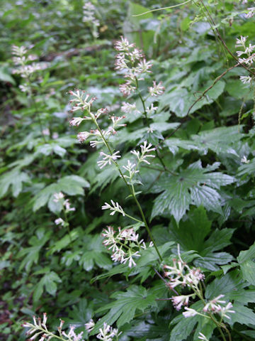 Parasenecio delphiniifolius