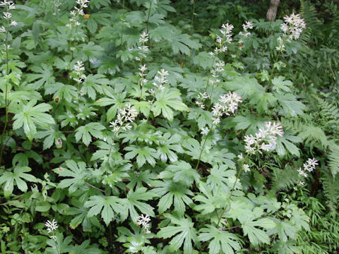 Parasenecio delphiniifolius