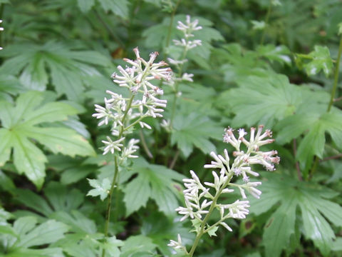 Parasenecio delphiniifolius