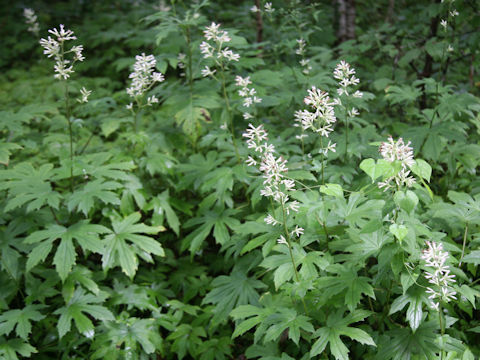 Parasenecio delphiniifolius