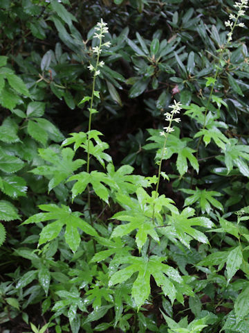 Parasenecio delphiniifolius