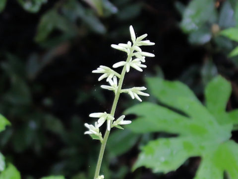 Parasenecio delphiniifolius